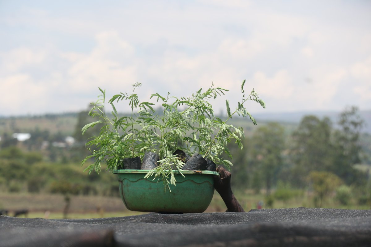 GreengoalR's tweet image. Hello all nature lovers!🌿
It&apos;s that time of year! The 2023/24 tree-planting season is in full swing, with a mission to nurture and sustain our lush green future.

Don&apos;t be left behind, let&apos;s plant more and create a greener, healthier planet!🌏
#TreePlantingSeason #Sustainability