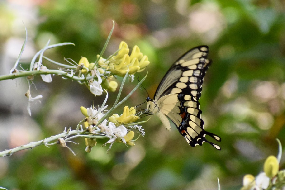 andrewkearns64's tweet photo. Observed in the @josemartimast #nativearboretum! Here are images of a palm warbler, prairie warbler, gray catbird, and giant swallowtail butterfly! ππΏ#mast2324 @FairchildGarden @tropicalaudubon @MerlinBirdID @MDCPSSTEAM @STEAMDesignated @MacaulayLibrary @savebutterflies https://t.co/52YmDpPjav