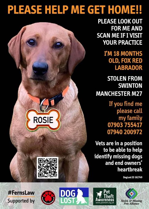 #GundogTheftAwarenessWeek

#StolenDog Rosie has been #Missing for nearly 3 Years

#DogTheft #PetAbduction #PetTheftReform #FernsLaw