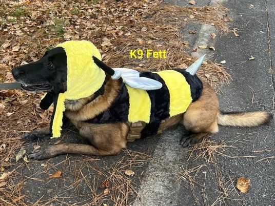 Who wore it best? Cast your vote by replying to the thread!

K9 Nitro – Prisoner
K9 Darko – Chucky
K9 Mako – Shark (Get it? Mako shark?)
K9 Fett – Bee