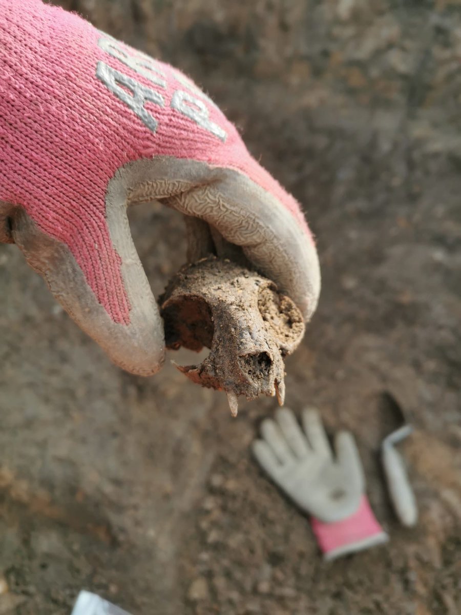 YArchaeology tweet picture