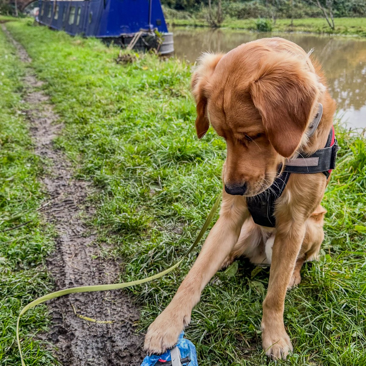 #RedMoonshine has been out on the #CoventryCanal towpath this lunchtime helping with #BigPlasticPickUp to #KeepCanalsAlive where #NbWillTry is moored. #PlasticsChallenge #BoatsThatTweet #LifesBetterByWater #LitterPicking #Grendon #BartleyGreen @CanalRiverTrust  @CRTWestMidlands