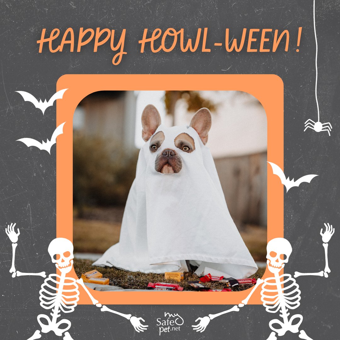 MySafePetNet's tweet image. Happy Howl-ween from all of us at #MySafePet! 🎃🐾

Join our #Howlween #CostumeContest - share a photo of your pet in their hauntingly cute costume and tag us! 📸🐶🐱

The most fur-rocious entry wins a special treat for their little monster!