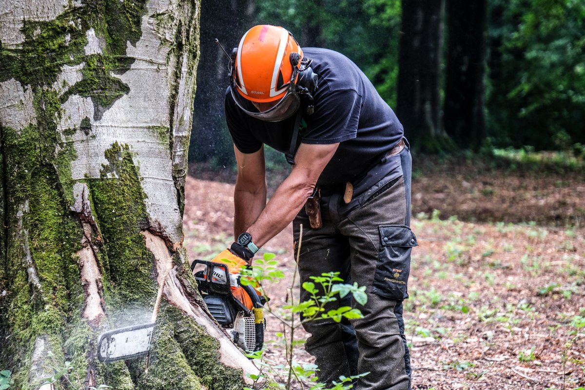 Forestry Commission tweet media