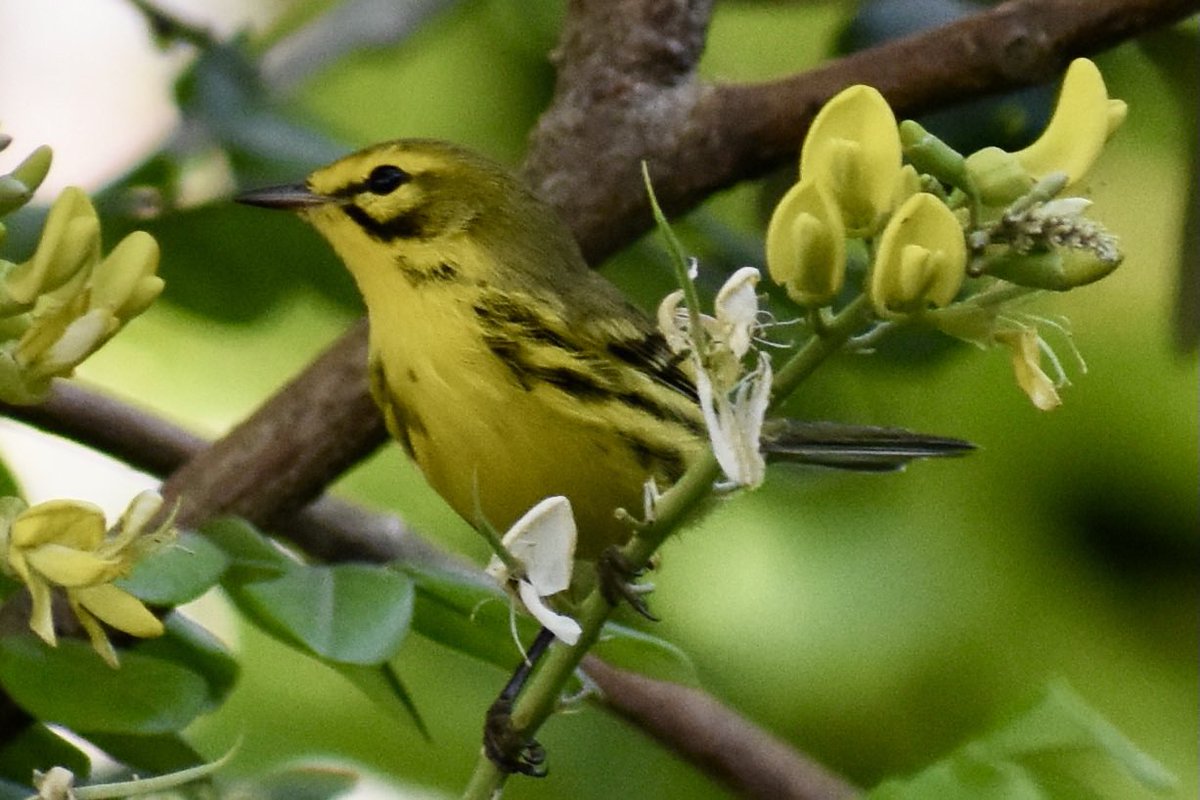 andrewkearns64's tweet photo. So much yellow in the @josemartimast #nativearboretum! Sophora tomentosa var. truncata (yellow necklacepod) attracting a giant swallowtail butterfly, prairie warbler and palm warbler! ππΏ #mast2324 @SuptDotres @FairchildGarden @fl_native_plant @DadeFNPS @flawildflowers @SMdcps https://t.co/VGNr2QVpNd