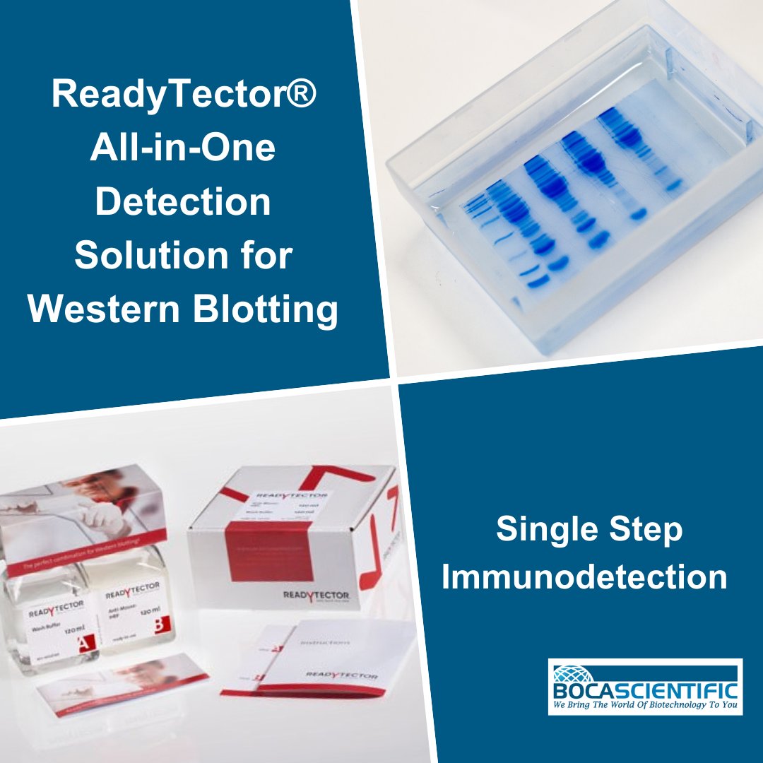 Boca_Scientific's tweet image. Our ReadyTector® All-in-One Detection Solution for Western Blotting has everything you need for fast immunodetection. This kit reduces background for clear, sharp bands, with the entire process taking place in a single step! #WesternBlot

See ReadyTector®: bocascientific.com/products/214-7…