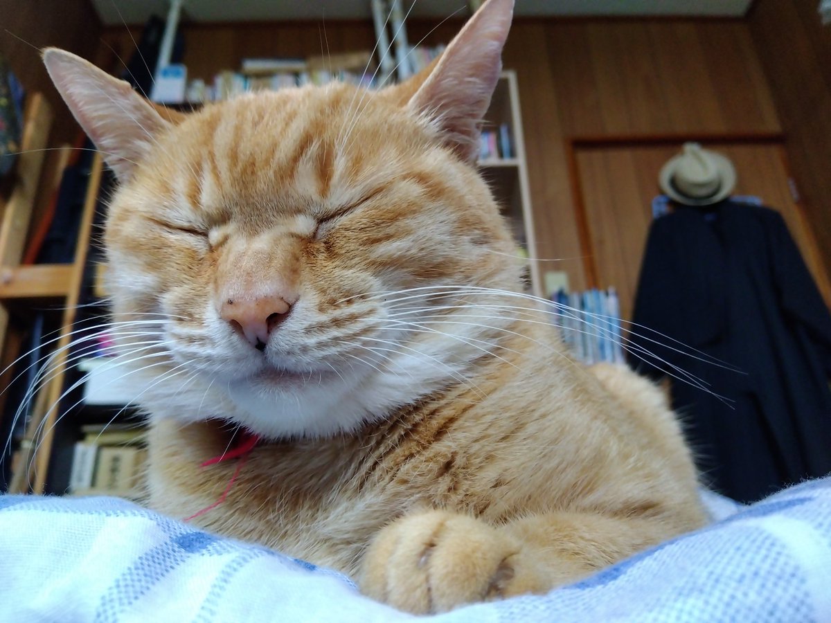 coloku15's tweet photo. 猫の仮装をしました https://t.co/EZFh1YySh2