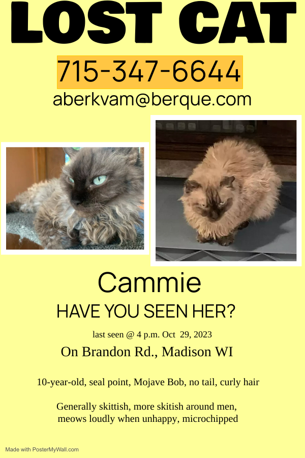 Please share if you are in Madison, WI. #madisonwi #lostcat