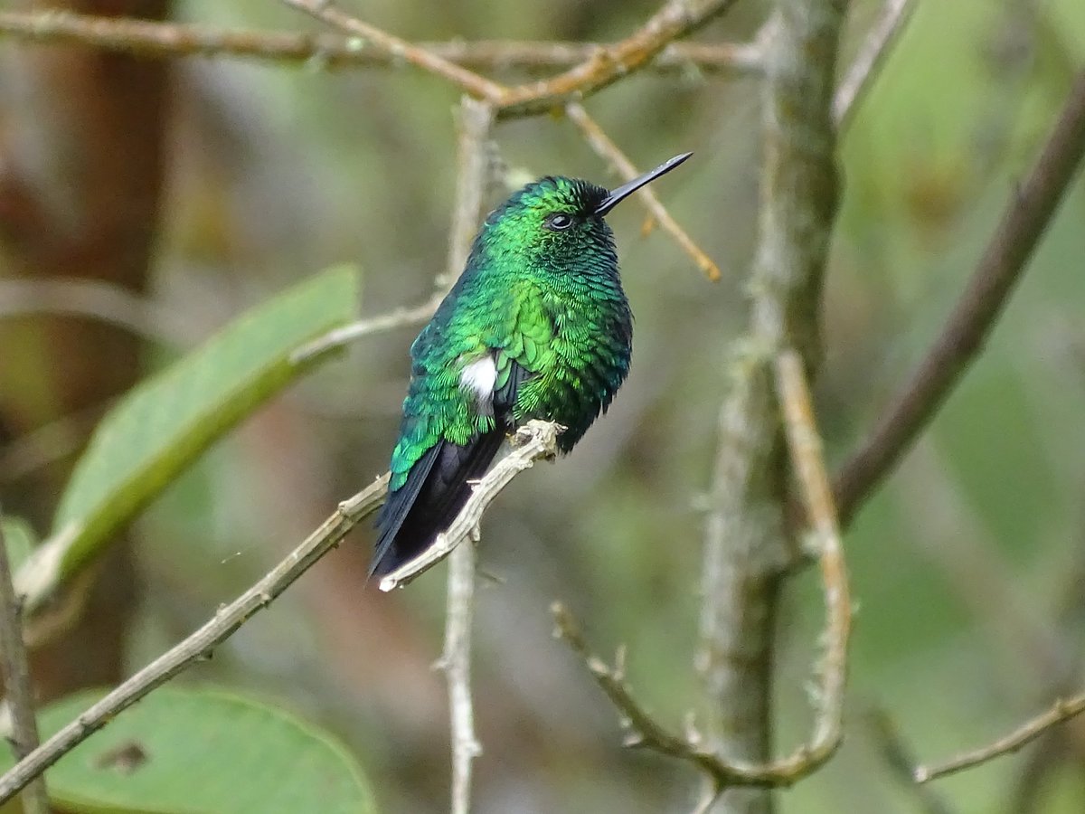 Ví este pequeño colibrí. No se como, pero lo ví. Es diminuto. ¿Lo ven? Agudeza visual 20/20 a mi avanzada edad.