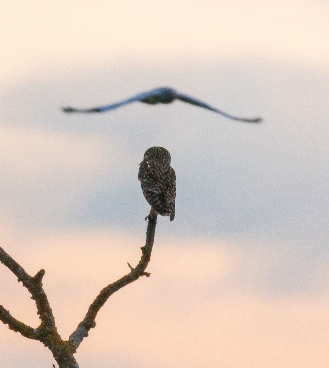 Still buzzing after seeing this gorgeous #ShortEaredOwl last night on the shores of Lough Corrib. I watched it for a full half hour at dusk just perched there. A male Hen Harrier came for a look too. Very low light but nice to capture them in the same frame. 🦉