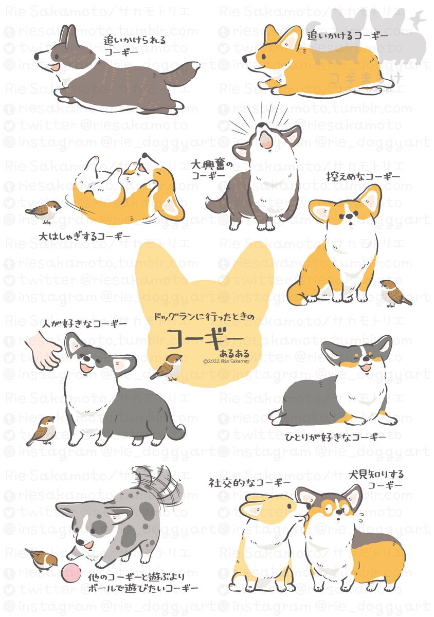 ワンワンワンで犬の日のコーギーあるある #犬の日