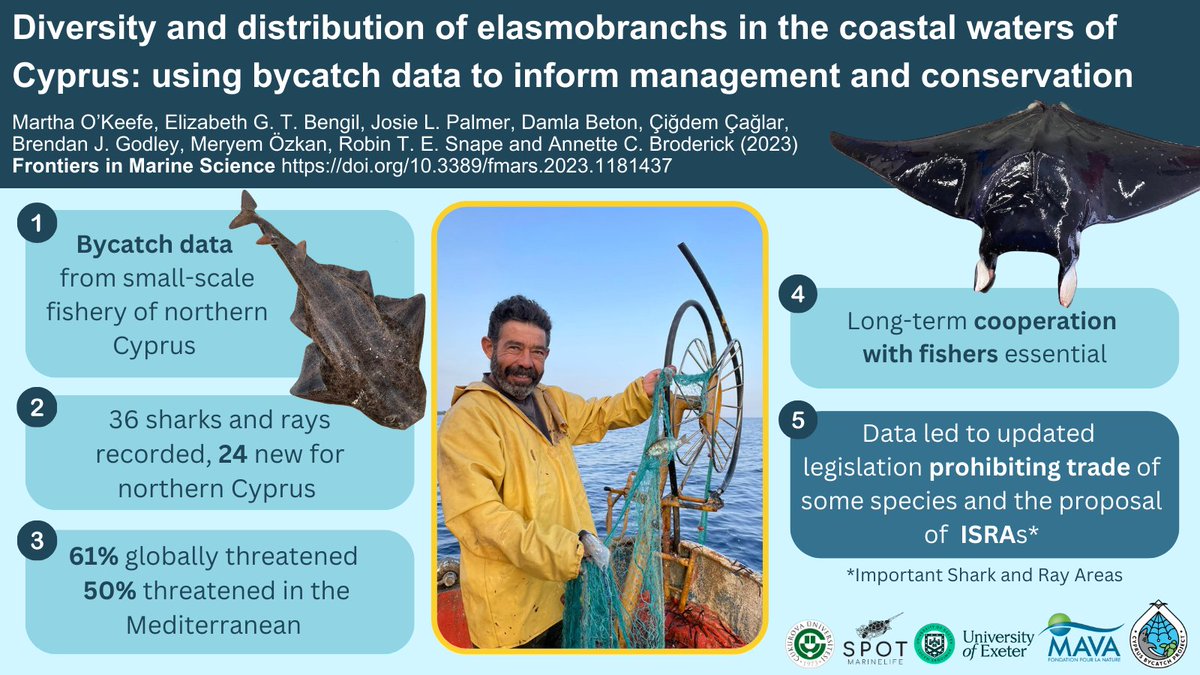New research from @UniExeCEC @spot_turtles @cuhabermerkezi ⬇️ Using #bycatch data to assess diversity & distribution of #elasmobranch species caught by commercial #fishing in Cyprus shows importance of coastal waters for range of 🦈 species ⚠️ Read here: tinyurl.com/2sdzca4x
