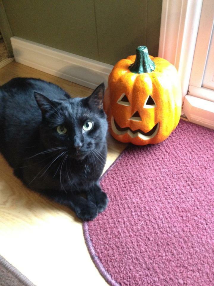 JenCarbary's tweet photo. @OhNoSheTwitnt This is our first Halloween without our favorite “decoration” too … sending love your way. https://t.co/fwD9yBZqlo