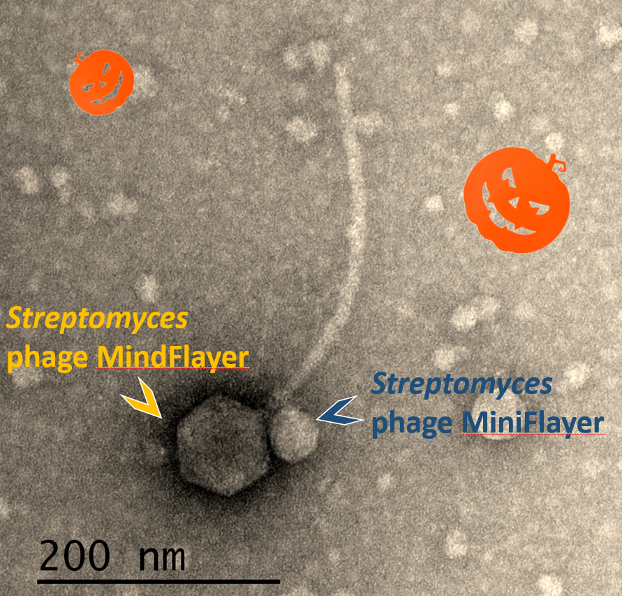Just in time for a spooky #Halloween . It's great to see this story by Tagide deCarvalho and <a href="/EliaMascolo/">Elia Mascolo</a> in print. Click on the link to see a virus preying on another virus by latching onto its neck, Dracula-style.
nature.com/articles/s4139…