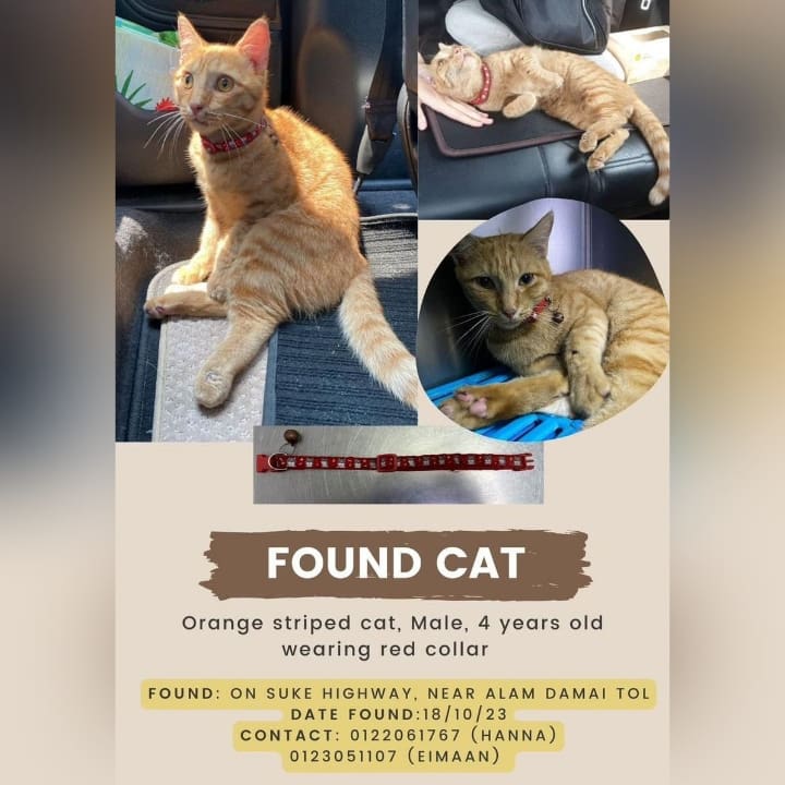 Kucing Dijumpai

Lokasi Dijumpai : Suke Highway berhampiran Alam Damai Tol , Kuala Lumpur