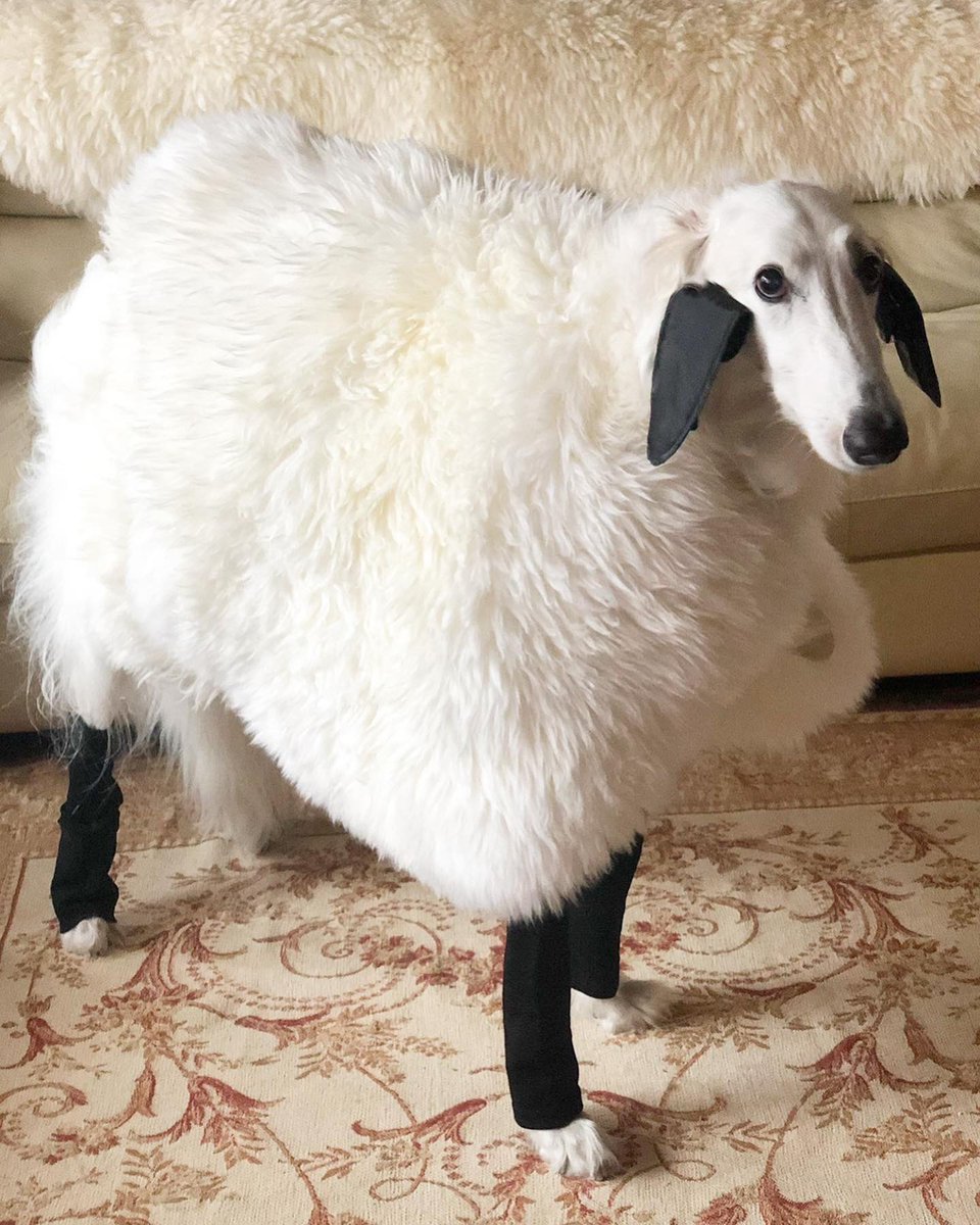 We only rate dogs. This is a sheep. We don't care if it's Halloween. Please respect the foundation of our institution and only send dogs. Thank you… 13/10