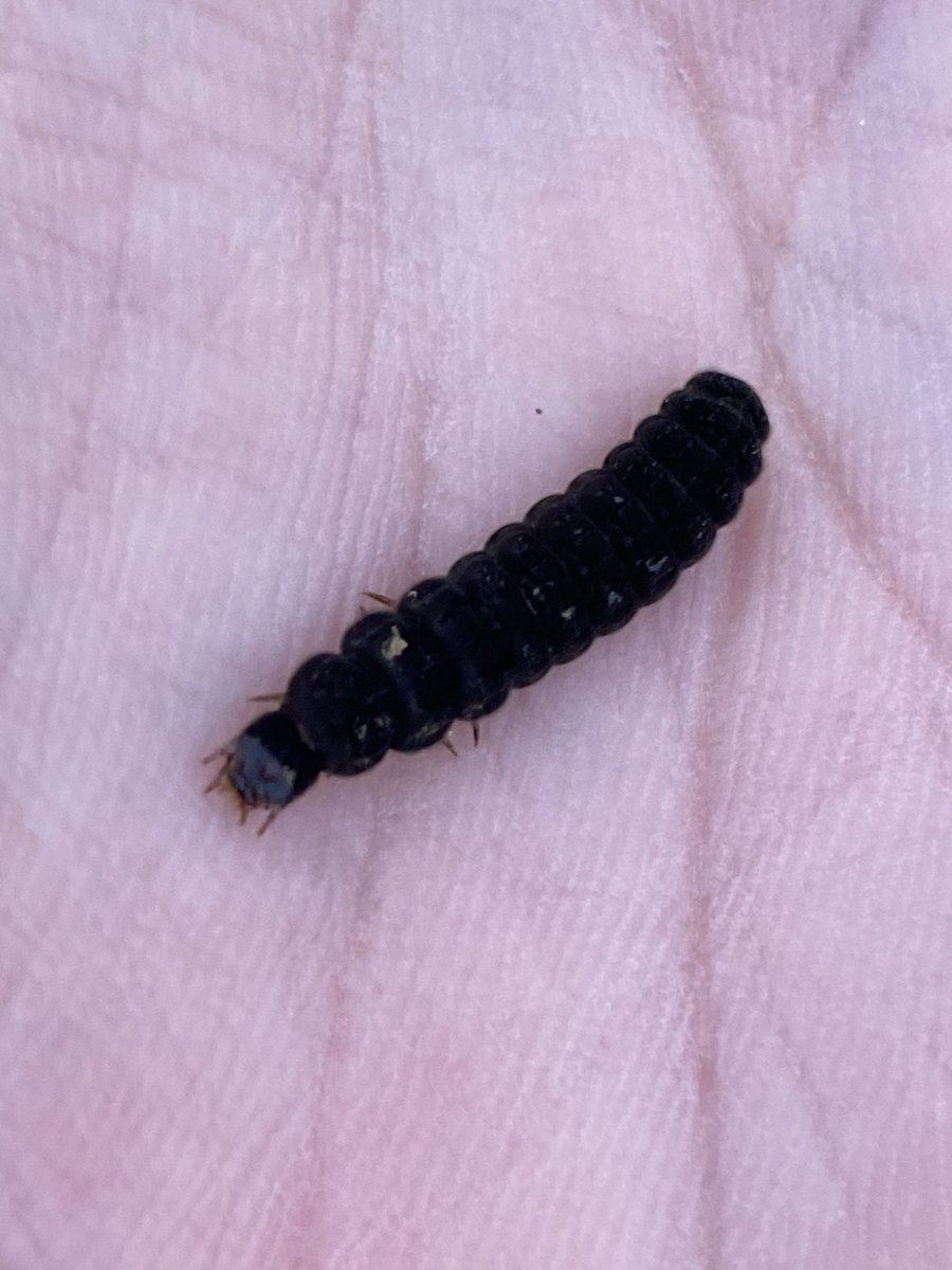 Emmanuel BONNIN tweet media