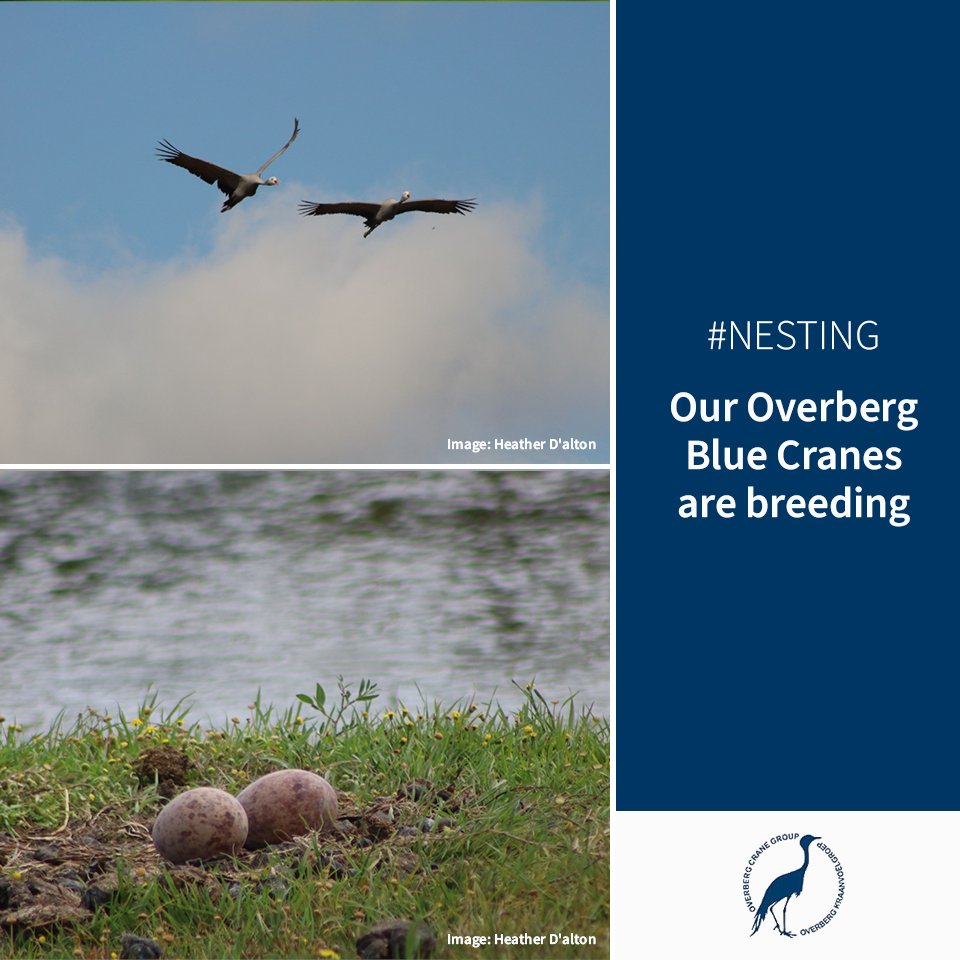 overbergcrane's tweet photo. You’re likely to start seeing Blue Cranes nesting in the #Overberg now!

That means Overberg farming friends should keep an eye out for our nesting national birds. One idea is that farmers take note of where cranes are nesting on their farms, to avoid disturbing them too often. https://t.co/kgIAx8udVb