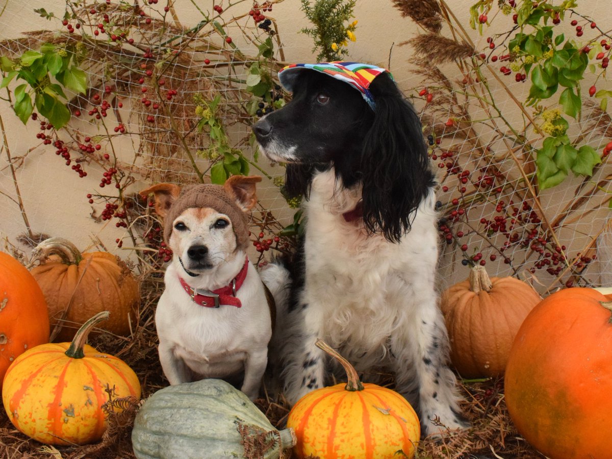 Jessica Hamilton tweet media