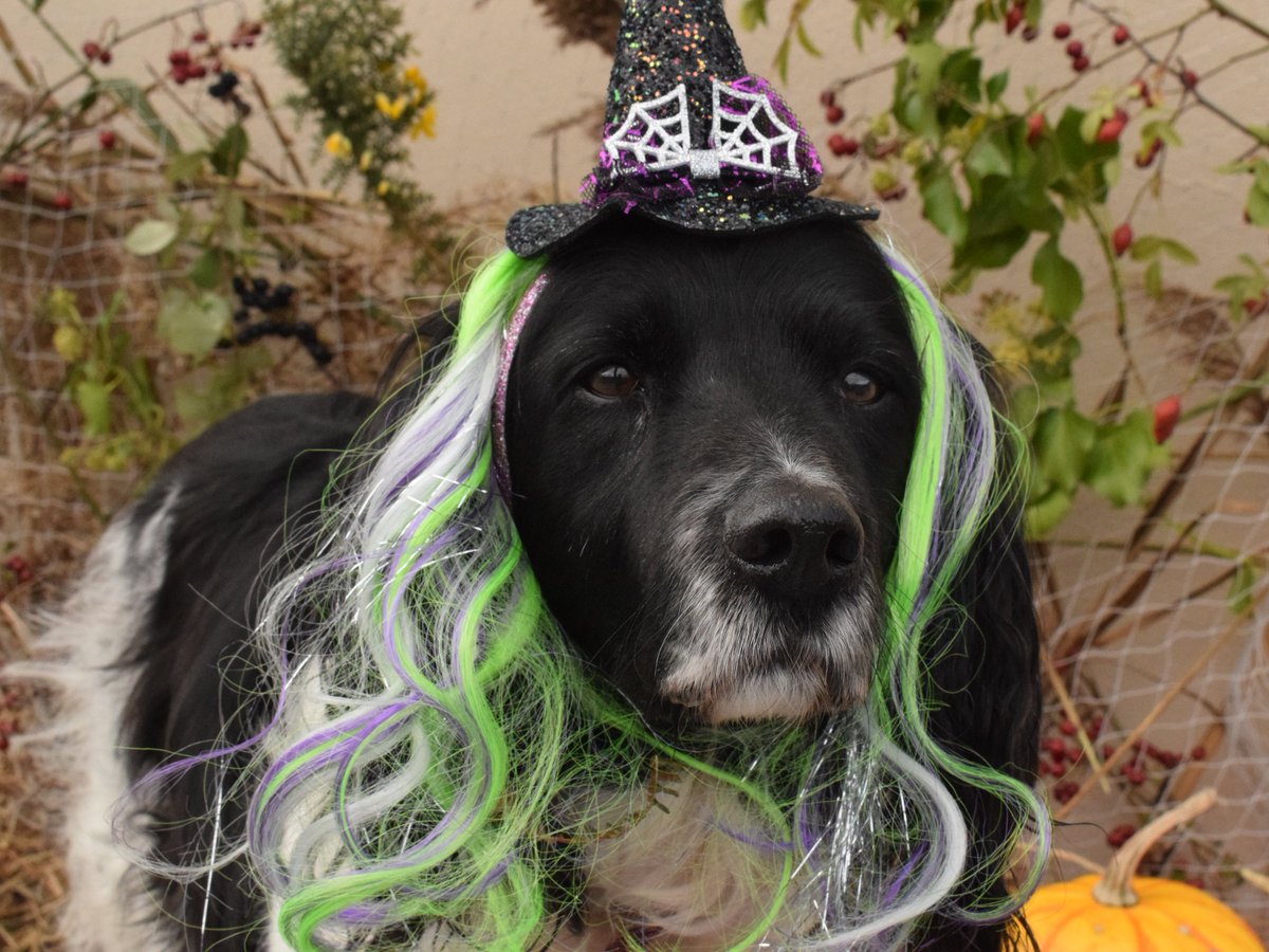 #HappyHalloween🎃Your annual dose of Pups n Pumpkins featuring the best Pups! This little photoshoot tradition started off as a whimsical 2am idea, but is now an annual tradition each yr. A mix of novelty w/ an ode to Autumn with native berries &amp; vegetation used as a backdrop.