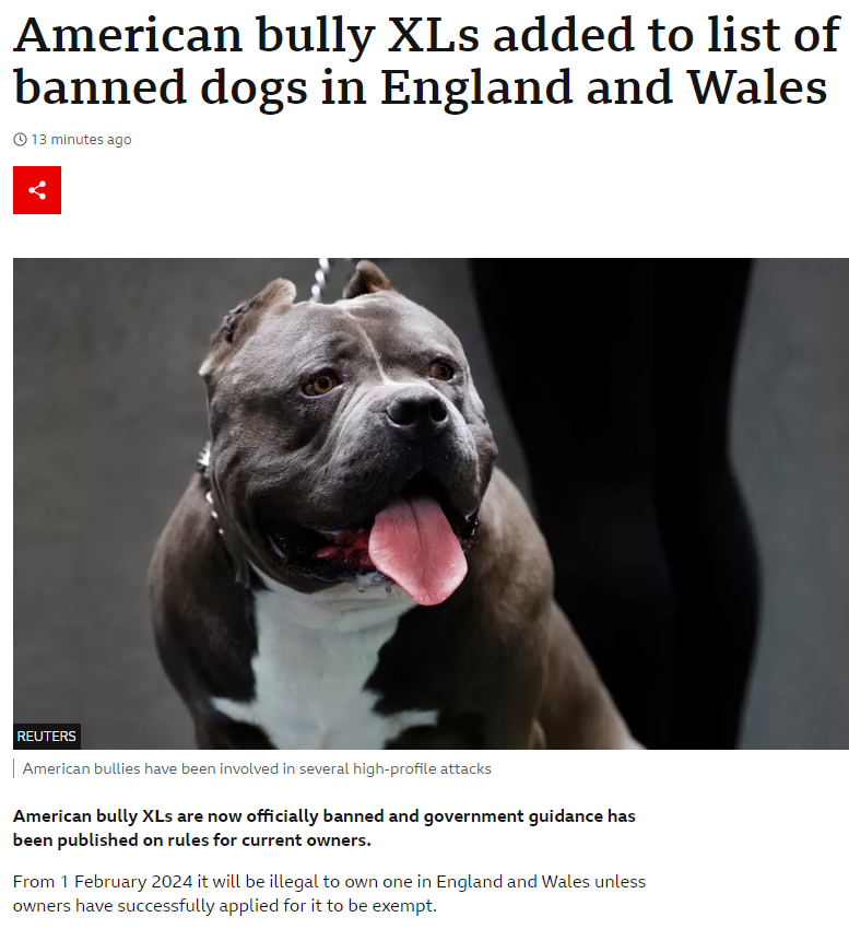 🚨BAN ANNOUNCED: Effective END OF THIS YEAR🚨 After 77 days of our campaign to end this madness: it is done. There won't be a year-long amnesty, government have moved it forward: Februrary 2024. Incredible. Muzzle, leash, neutering and a breeding ban. So Britain can finally