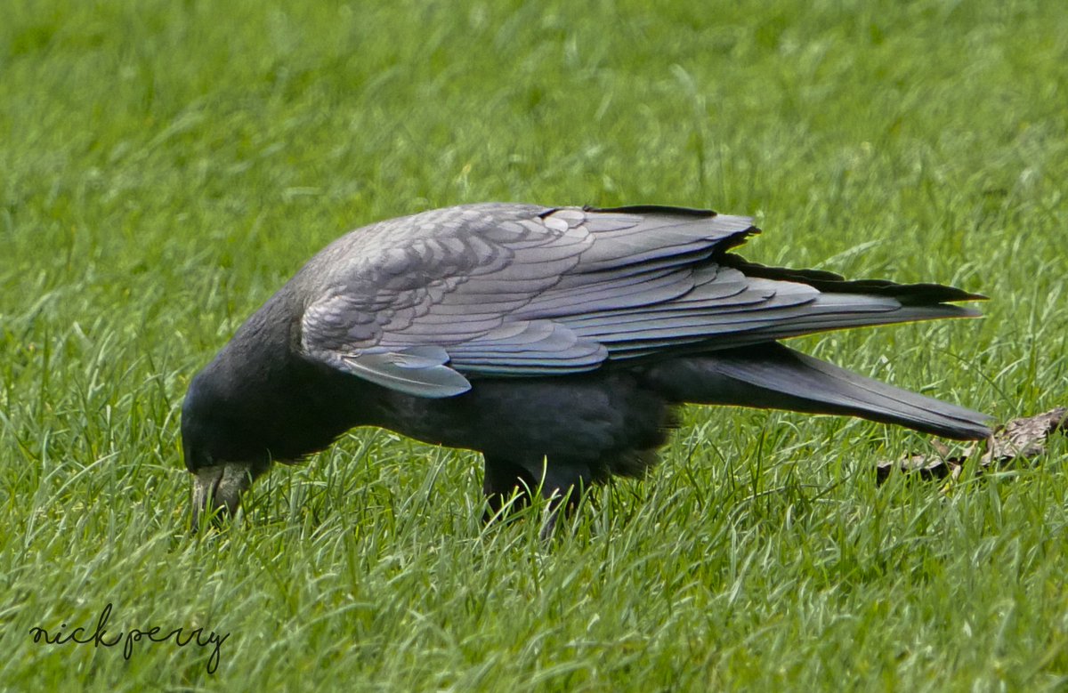 The Rook. Always poking his nose in where it's not wanted😅
#TwitterNatureCommunity 
#TwitterNaturePhotography 
#BirdsSeenIn2023 #BirdsOfTwitter 
#birdphotography #wildlifephotograpy 
#NatureBeauty 
#NatureTherapy🏴󠁧󠁢󠁷󠁬󠁳󠁿