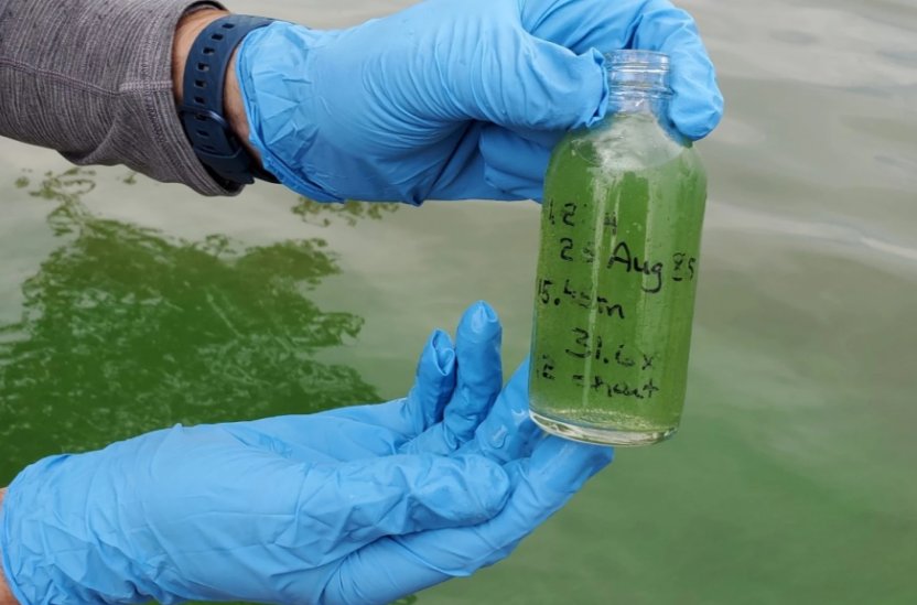 Celia Llopis-Jepsen (@celia_lj) on Twitter photo Algae blooms are getting more toxic & spreading north on the Great Plains | Ag pollution and #climatechange are a double whammy. Utility companies need to prepare. These blooms can turn toxic fast. <a href="/KUEcoResearch/">Kansas Bio Survey & Center for Ecological Research</a> helped study data from 2,800 lakes: kcur.org/news/2023-10-3… #water Algae blooms are getting more toxic & spreading north on the Great Plains | Ag pollution and #climatechange are a double whammy. Utility companies need to prepare. These blooms can turn toxic fast. <a href="/KUEcoResearch/">Kansas Bio Survey & Center for Ecological Research</a> helped study data from 2,800 lakes: kcur.org/news/2023-10-3… #water