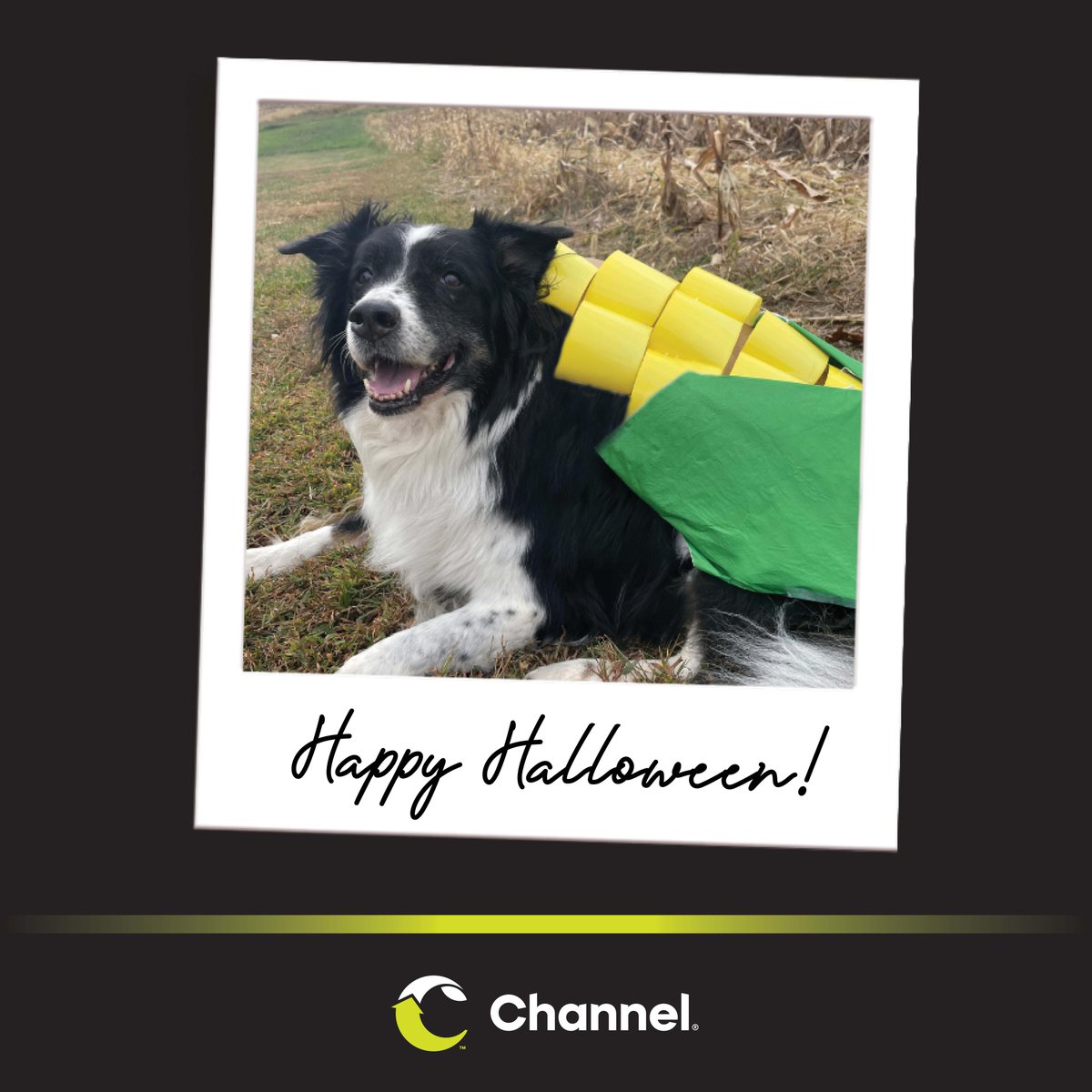 Why shouldn’t you tell a secret in a corn field?

Because the corn has ears.

Happy Halloween! 🎃