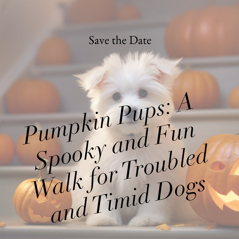 YourHumanPets's tweet image. Looking for a fun and spooky way to bond with your troubled or timid pup? Join us at Pumpkin Pups: A Spooky and Fun Walk for Troubled and Timid Dogs! 🐶👻
wix.to/xa5iBqR
#halloween #packwalk #dogwalking #dogtraining #socializationevent