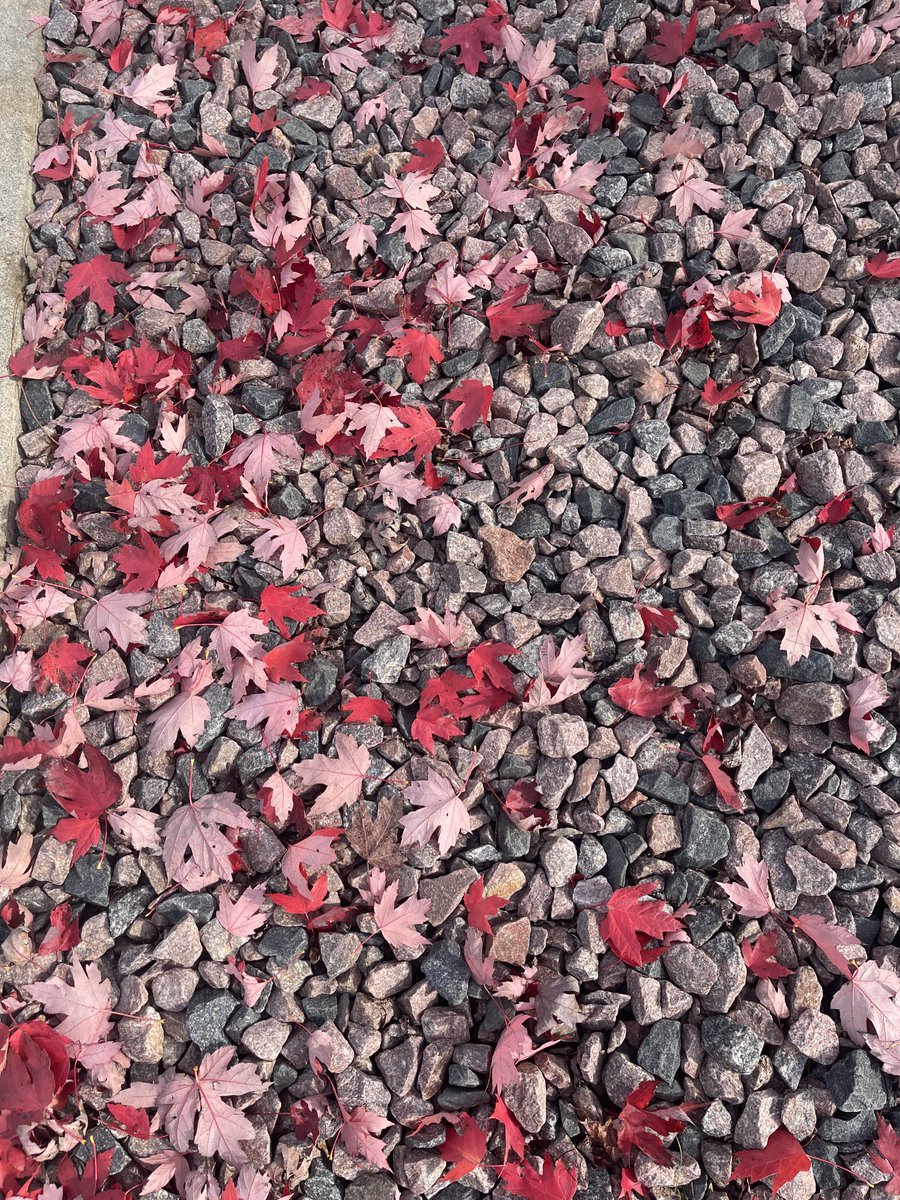 Encounters with #autumn are immensely pleasurable. Midwest US is a riot of colours.  #illinois  #wisconsin #minnesota  #crunchingleaves