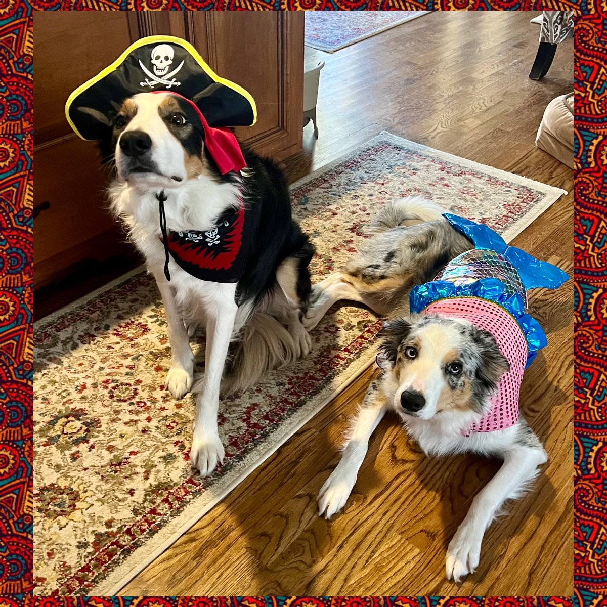 wigbone's tweet photo. Jack 'n Daisy...ready for their party at the kennel. #AwkwardPromPhoto #CaptainJack #MerMadeInHeaven #BorderColliervilleTN https://t.co/aXtGCo26SX