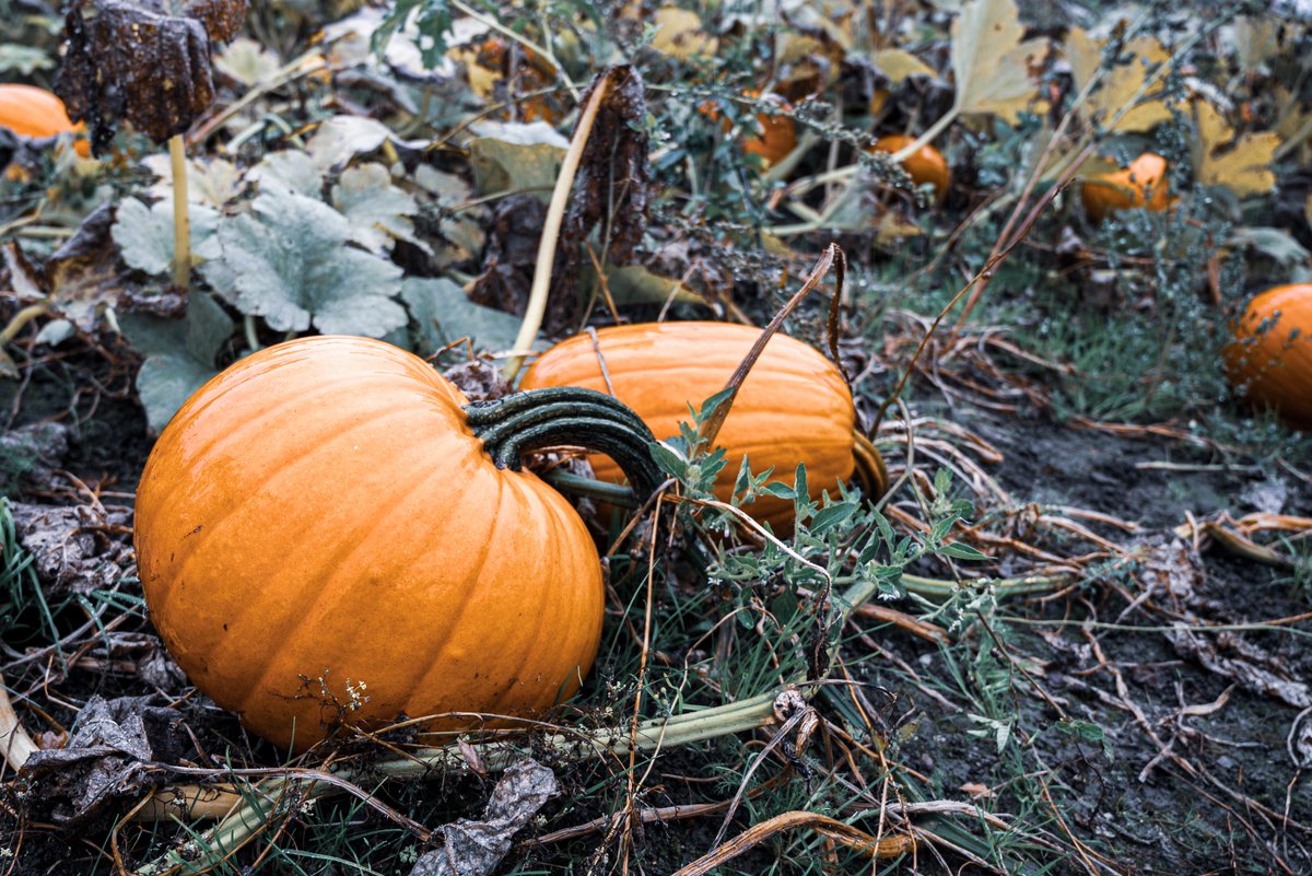 Happy Hallowe'en! 🎃 👻 

Have a safe and enjoyable night, but please remember; 

🕷️ Hallowe'en isn't for everyone, be considerate of the homes you visit
🕷️ Stay in a group
🕷️ Be careful crossing the roads

You can report anti-social behaviour to us online or by calling 101.