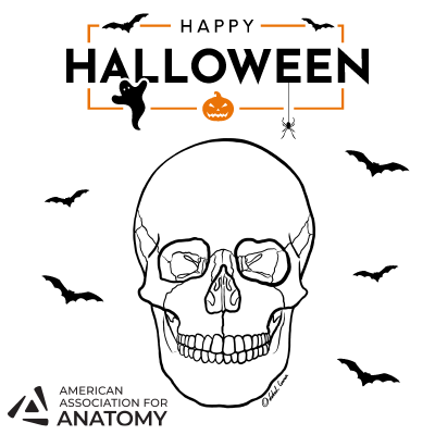 Do you know why skeletons are so calm? Because nothing gets under their skin! HAPPY HALLOWEEN from AAA! 🕷️🕸️ #Anatomy24 #AnatomyConnected24 #AnatomyConnected #anatomy #science #research #education #AmericanAssociationForAnatomy #AAA