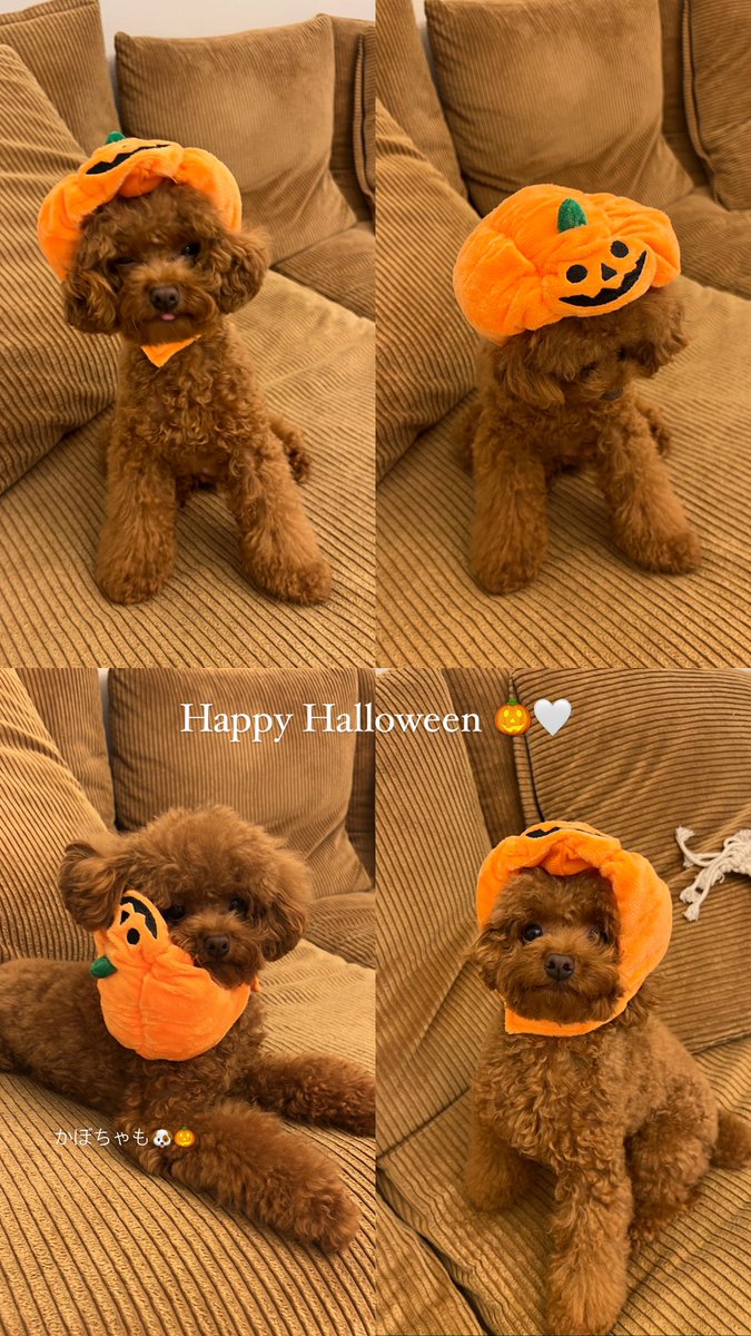 マル (@marumaru1530) / Posts / X