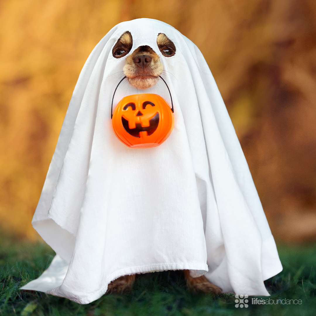 lifesabundance's tweet image. 🎃 Trick or treat! Our furry pals choose treats every time. Happy HOWL-oween! #howloween #spookyscary #trickortreat