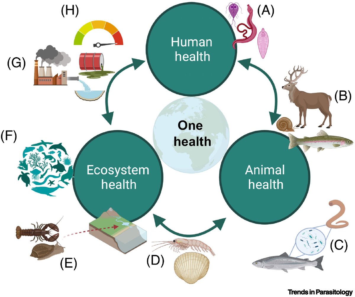 In this #OneHealthDay collection: Bridging the gap: aquatic parasites in the #OneHealth concept, authored by Christian Selbach, Kim Mouritsen, Robert Poulin @Bernd_AquatEcol & @NicoJSmit1. @BiologyAarhus @AarhusUni_int @Zoology_Otago @otago @unidue @theNWU cell.com/trends/parasit…