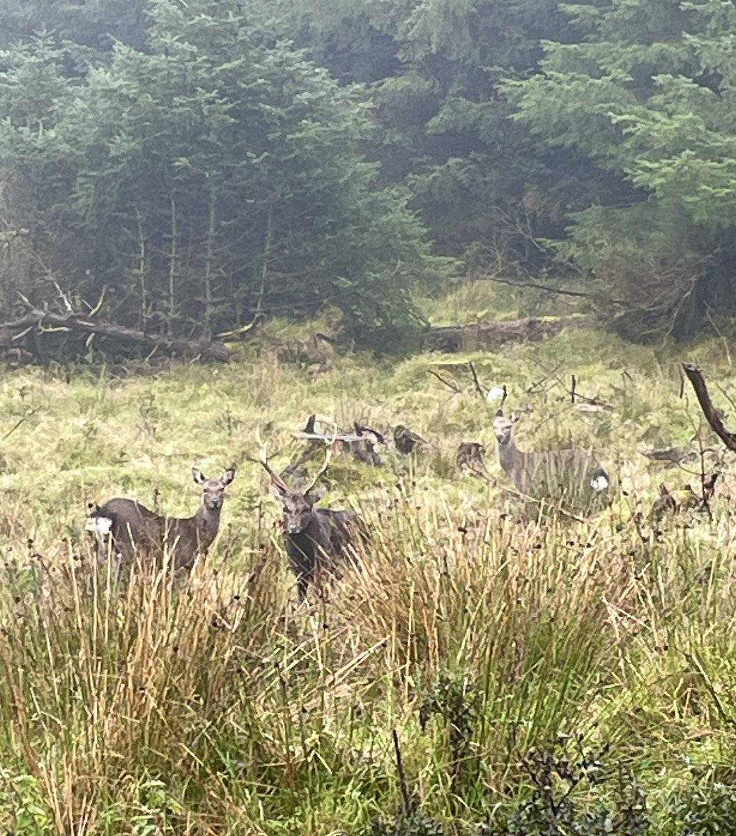 Normal deer service resumed on this morning’s walk 🥰 #Conor #Darragh #Carla 🥰🥰🥰