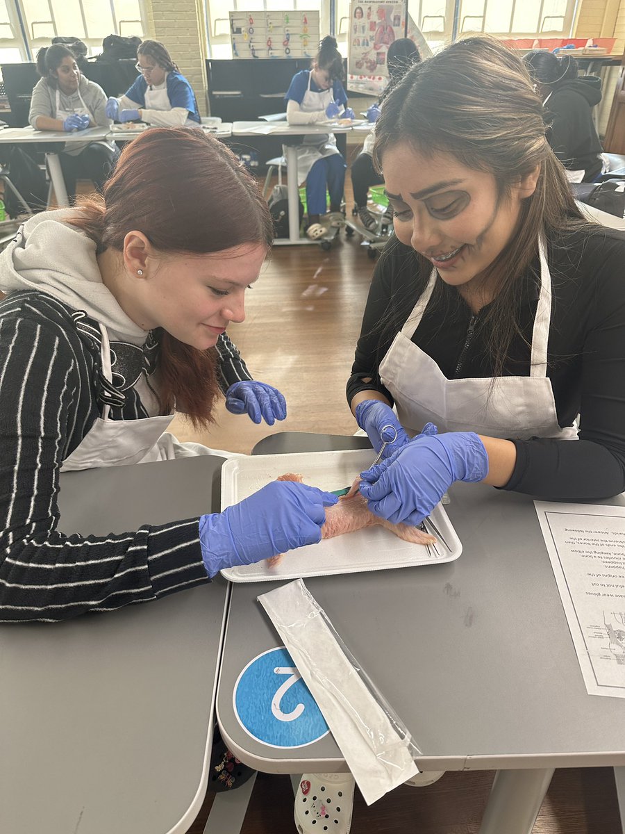 Michael Przywara (@mjprzy) on Twitter photo Ms. Hutley is discussing the musculoskeletal-skeletal system. Howard's 10th grade Nurse Tech students are enhancing their learning by dissecting chicken wings and discussing their new knowledge. <a href="/Supt_Jones/">Joseph Jones</a> <a href="/KHill_HHST/">Dr. Kyle Hill</a> <a href="/senor_mitchell/">Brian Mitchell</a> <a href="/DrMcDermott_AP/">Tammy McDermott</a> #nccvtworks @NCCVoTech Ms. Hutley is discussing the musculoskeletal-skeletal system. Howard's 10th grade Nurse Tech students are enhancing their learning by dissecting chicken wings and discussing their new knowledge. <a href="/Supt_Jones/">Joseph Jones</a> <a href="/KHill_HHST/">Dr. Kyle Hill</a> <a href="/senor_mitchell/">Brian Mitchell</a> <a href="/DrMcDermott_AP/">Tammy McDermott</a> #nccvtworks @NCCVoTech