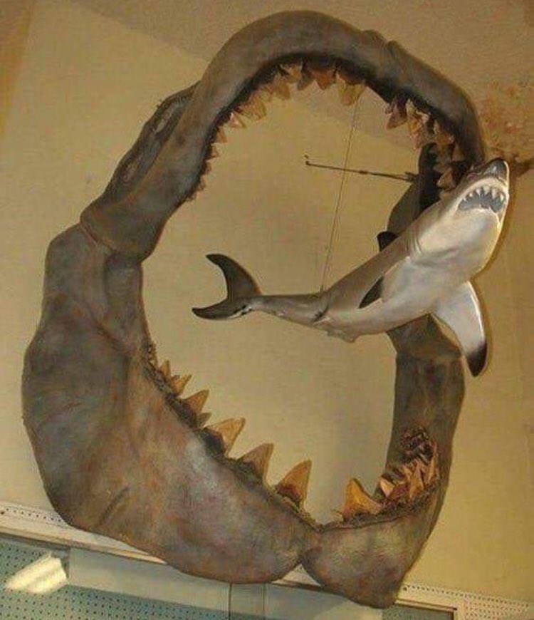 JustTerrifying's tweet image. The jaws of an ancient Megalodon shark that lived around 23 to 3.6 million years ago vs. a modern-day Great White.