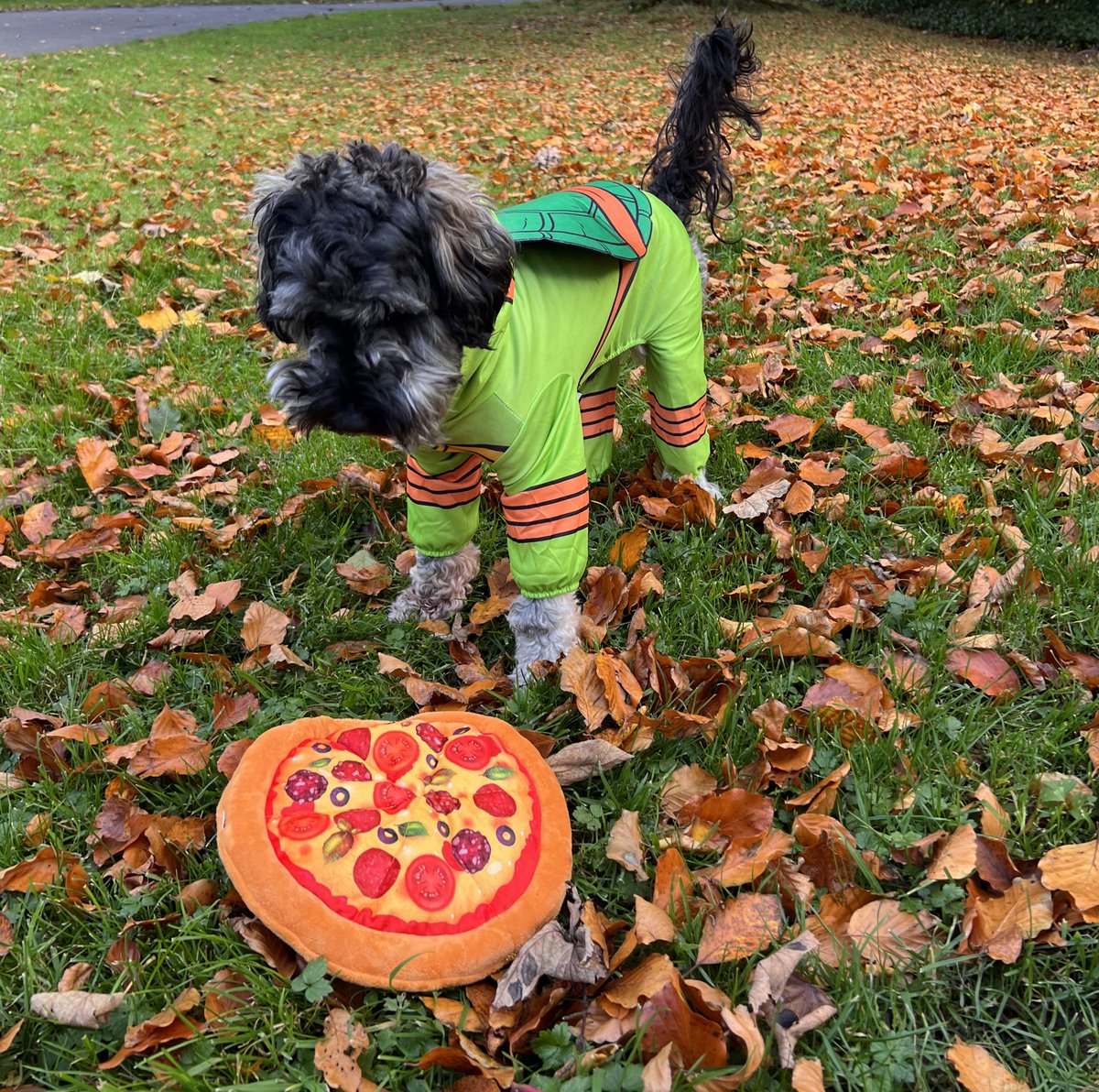 Please enjoy these photos. Happy Halloween. 👻🍕🐢🥹