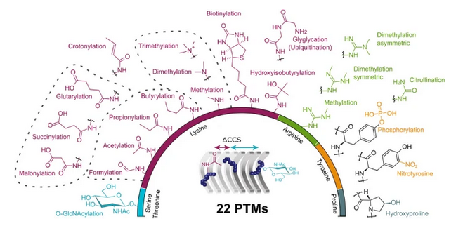 Anal Bioanal Chem (@analbioanalchem) on Twitter photo Peptide collision cross sections of 22 post-translational modifications
by Florian Meier et al <a href="/fmeierX/">Florian Meier</a> <a href="/oliinyk_denys/">Denys Oliinyk</a> <a href="/uniklinik_jena/">Uniklinik Jena</a> <a href="/BleiholderFSU/">Bleiholder Group</a> <a href="/ChemistryFsu/">FSU Chemistry & Biochemistry</a> <a href="/FloridaState/">Florida State University</a> #peptides #PTMs
#OpenAccess
link.springer.com/article/10.100… Peptide collision cross sections of 22 post-translational modifications
by Florian Meier et al <a href="/fmeierX/">Florian Meier</a> <a href="/oliinyk_denys/">Denys Oliinyk</a> <a href="/uniklinik_jena/">Uniklinik Jena</a> <a href="/BleiholderFSU/">Bleiholder Group</a> <a href="/ChemistryFsu/">FSU Chemistry & Biochemistry</a> <a href="/FloridaState/">Florida State University</a> #peptides #PTMs
#OpenAccess
link.springer.com/article/10.100…