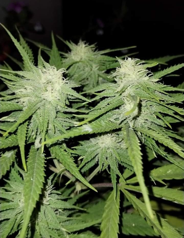 white whidow 💚