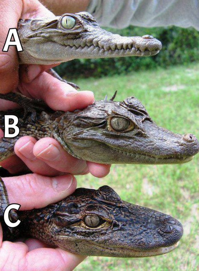 curious__world's tweet photo. @TheFigen_ Crocodile
Caiman
Alligator

Can you tell which is which? https://t.co/VqaS3lpna0