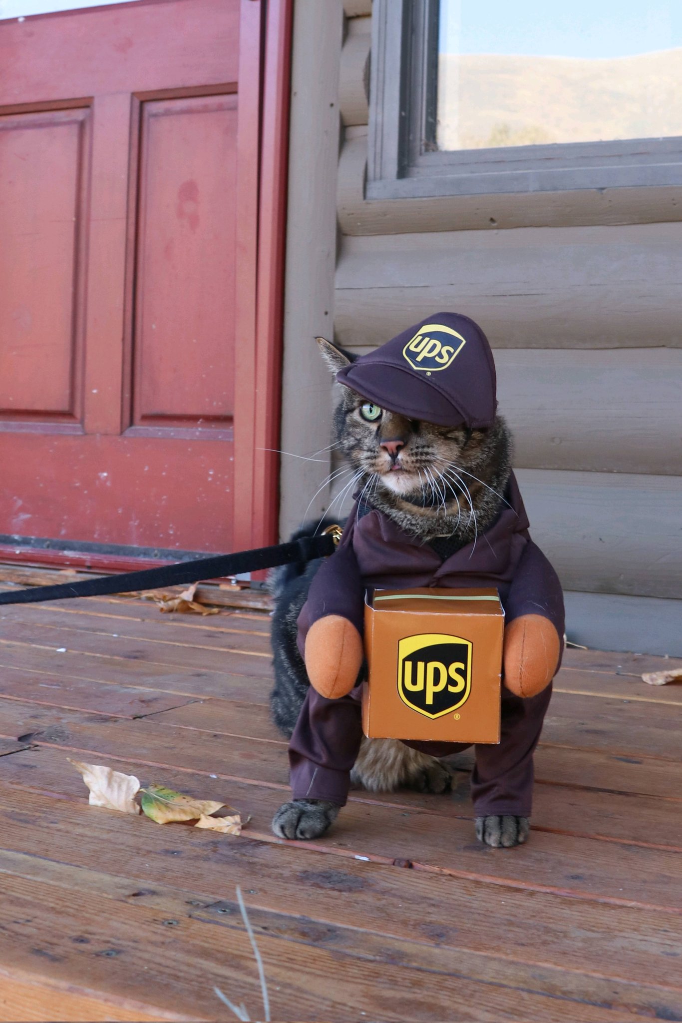 Cat hot sale ups costume