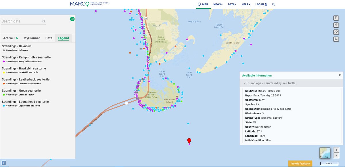 PortalMARCO's tweet photo. NEW: We’ve released a series of maps showing two decades of #seaturtle strandings by location, species, season and type/cause from Maine-Virginia. Users can click on any point for a pop-up containing info collected by responders. Details: https://t.co/1krmt3sQT6.  1/2 https://t.co/Y9nCzuPRJR