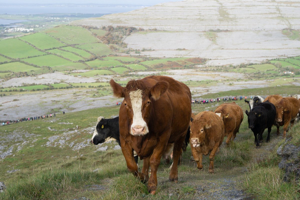 Burren #Winterage 2023 culminated with a Community Cattle Drive on Sunday with about 700 people in attendance - a wonderful show of community support for Burren farmers practicing winterage, the ancient farming practice crucial to the Burren's #biodiversity.