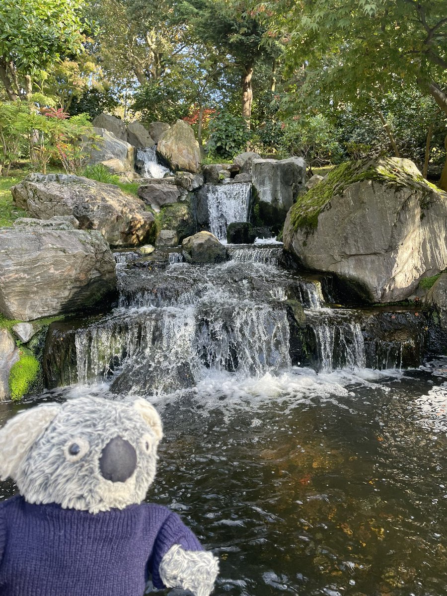 Kenny koala tweet media