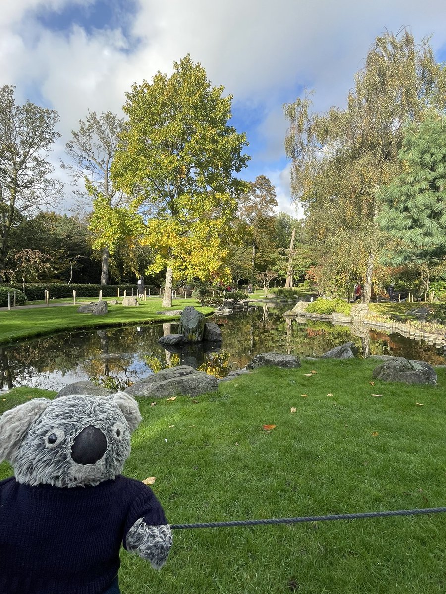 Kenny koala tweet media