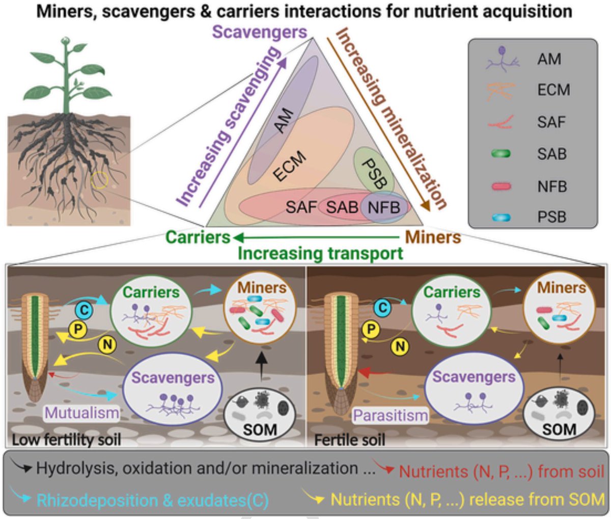 Yakov Kuzyakov . . . priming Soil Science (@ykuzyakov) on Twitter photo 🔥Exciting NEW CONCEPT in <a href="/SoilBiolBiochem/">Soil Biology & Biochemistry Journal</a> 💥
Microbial interactions for nutrient acquisition in #soil: Miners, Scavengers, and Carriers 🚄
doi.org/10.1016/j.soil…
#MicrobialNecromass #soilbacteria #soilfungi
#SoilOrganicMatter #enzymes #nitrogen #rhizosphere
<a href="/uniGoettingen/">Uni Göttingen</a> 🔥Exciting NEW CONCEPT in <a href="/SoilBiolBiochem/">Soil Biology & Biochemistry Journal</a> 💥
Microbial interactions for nutrient acquisition in #soil: Miners, Scavengers, and Carriers 🚄
doi.org/10.1016/j.soil…
#MicrobialNecromass #soilbacteria #soilfungi
#SoilOrganicMatter #enzymes #nitrogen #rhizosphere
<a href="/uniGoettingen/">Uni Göttingen</a>