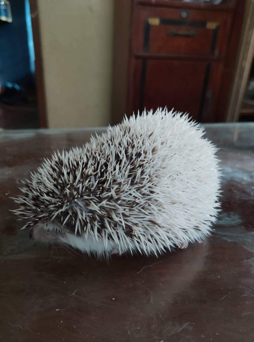 I miss you little one. Though I have a new source of joy and funny stress. That cat is sassy like you ☺️